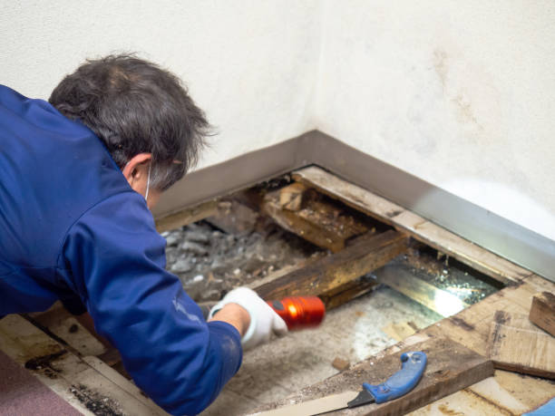 Best Post-Flood Mold Remediation in Whitney, SC